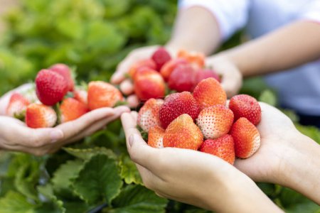 Téléchargez les photos : Mains de jardiniers cueillant plein de fraises biologiques mûres en vue rapprochée sur les feuilles vertes pour la récolte de la saison estivale et l'agriculture - en image libre de droit