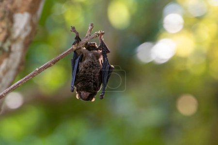 Photo for Wrinkle lipped bat which is the viruses and disease carrier in exotic food market with copy space for animal and wildlife concern disease protection - Royalty Free Image