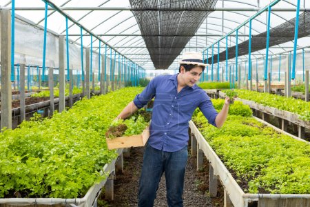 Foto de Agricultor local asiático cultivando su lechuga de ensalada en el invernadero utilizando el enfoque de suelo orgánico para su propio negocio familiar y recogiendo algunos para la venta - Imagen libre de derechos