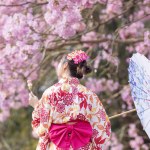 Back of Japanese woman in traditional kimono dress holding umbrella and sweet hanami dango dessert while walking in the park at cherry blossom tree during the spring sakura festival