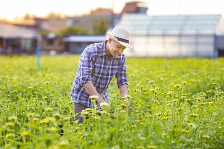 Téléchargez les photos : Le jardinier asiatique coupe des fleurs de zinnia jaunes en utilisant des sécateurs pour les entreprises de fleurs coupées et l'industrie agricole pour les marchandises d'exportation - en image libre de droit