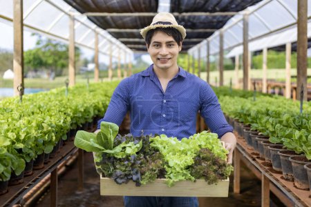 Photo for Asian local farmer growing their salad lettuce inside greenhouse using organics soil approach for family own business and picking some for sale - Royalty Free Image