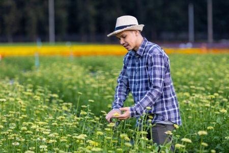 Foto de Jardinero asiático está cortando flores de zinnia amarillas utilizando tijeras de podar para el negocio de flores cortadas y la industria agrícola para la exportación - Imagen libre de derechos