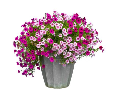 Téléchargez les photos : Pot de fleurs rose et violet en pot rustique isolé sur fond blanc pour la décoration et le design de la maison - en image libre de droit