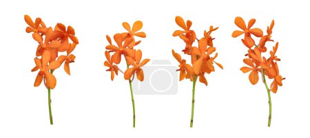 Téléchargez les photos : Ensemble d'orchidées mokara orange coupées tige isolée sur fond blanc pendant la saison estivale - en image libre de droit