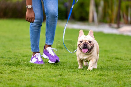 Téléchargez les photos : Propriétaire et son bouledogue français chiot s'amuse tout en marchant dans le parc canin à pelouse après avoir fait de l'exercice le matin pendant l'été - en image libre de droit