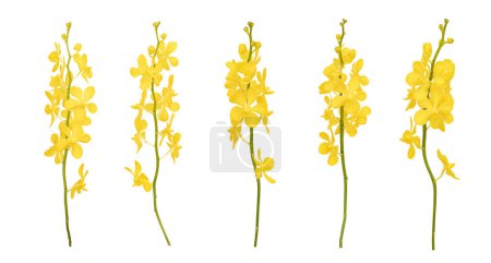 Ensemble d'orchidées mokara jaune découpées tige isolée sur le fond blanc 