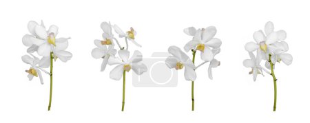 Photo for Set of cut out white dendrobium orchid stem isolated on the white background - Royalty Free Image