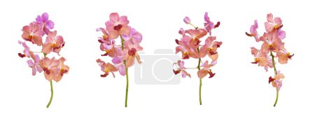 Photo for Set of cut out pink old rose vanda orchid stem isolated on white background on summer season - Royalty Free Image