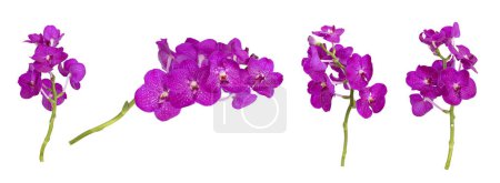 Foto de Conjunto de tallo de orquídea vanda púrpura cortada aislada sobre fondo blanco en temporada de verano - Imagen libre de derechos