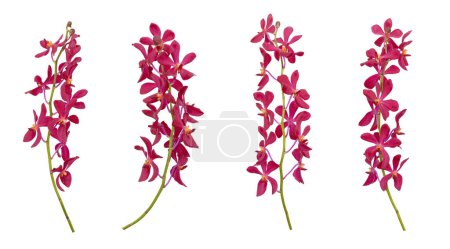 Téléchargez les photos : Ensemble d'orchidées mokara rouge découpées tige isolée sur le fond blanc - en image libre de droit