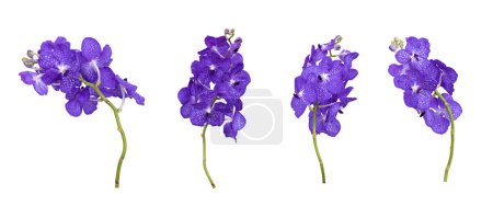 Téléchargez les photos : Ensemble de tiges d'orchidée de vanda bleu découpées isolées sur fond blanc pendant la saison estivale - en image libre de droit