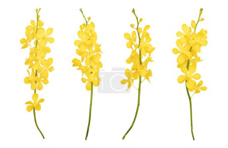 Téléchargez les photos : Ensemble d'orchidées mokara jaune découpées tige isolée sur le fond blanc - en image libre de droit