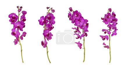 Téléchargez les photos : Ensemble d'orchidées mokara violet découpées tige isolée sur fond blanc - en image libre de droit