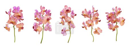 Foto de Conjunto de tallo de orquídea rosa vieja vanda cortada aislada sobre fondo blanco en temporada de verano - Imagen libre de derechos