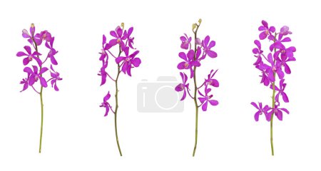 Téléchargez les photos : Ensemble d'orchidées mokara violet découpées tige isolée sur fond blanc - en image libre de droit