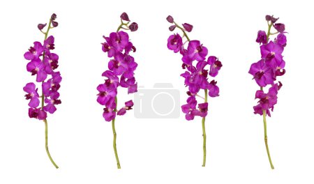 Téléchargez les photos : Ensemble de coupe pourpre tige d'orchidée mokara isolé sur le fond blanc - en image libre de droit
