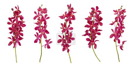 Téléchargez les photos : Ensemble d'orchidées mokara rouge découpées tige isolée sur le fond blanc - en image libre de droit