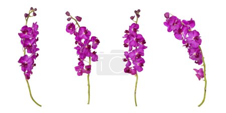Téléchargez les photos : Ensemble de coupe pourpre tige d'orchidée mokara isolé sur le fond blanc - en image libre de droit