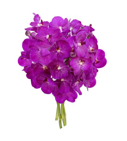 Foto de Ramo de tallo de orquídea vanda magenta púrpura cortada aislada sobre fondo blanco en temporada de verano - Imagen libre de derechos