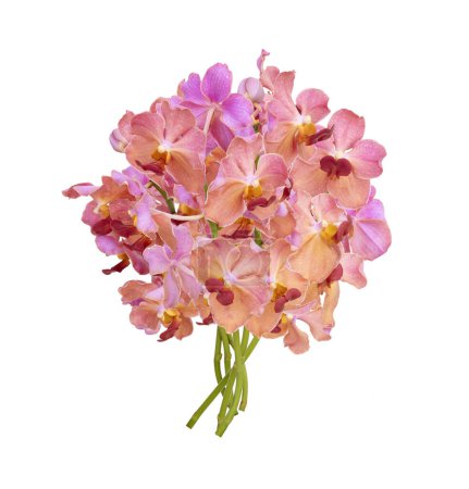 Téléchargez les photos : Bouquet de rose découpé ancienne tige d'orchidée de vanda isolé sur fond blanc sur la saison estivale - en image libre de droit