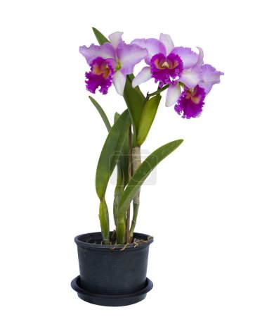 Photo for Pink cattleya orchid plant with full bloom flower in pot isolated on white background for decoration and design - Royalty Free Image