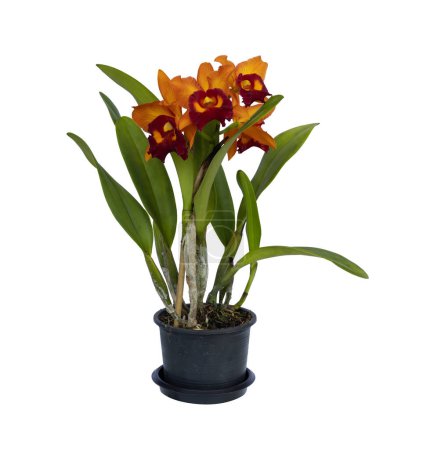 Photo for Orange cattleya orchid plant with full bloom flower in pot isolated on white background for decoration and design - Royalty Free Image