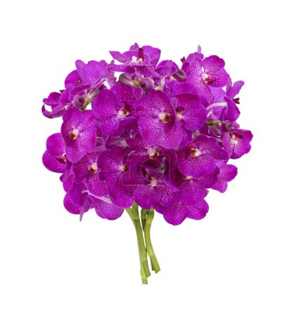 Foto de Ramo de tallo de orquídea vanda magenta púrpura cortada aislada sobre fondo blanco en temporada de verano - Imagen libre de derechos