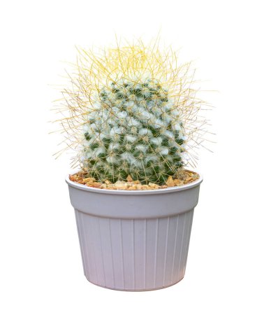 Téléchargez les photos : Cactus miniature plante d'intérieur en pot isolé sur fond blanc pour petit jardin et la plante résistante à la sécheresse - en image libre de droit