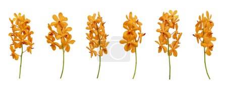 Téléchargez les photos : Ensemble d'orchidées mokara orange coupées tige isolée sur fond blanc pendant la saison estivale - en image libre de droit