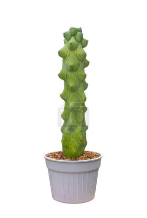 Cactus lophocereus schottii f. mostruosa mieckleyanus in pot isolated on the white background