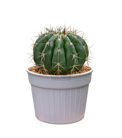 Téléchargez les photos : Cactus miniature plante d'intérieur en pot isolé sur fond blanc pour petit jardin et plante résistante à la sécheresse - en image libre de droit