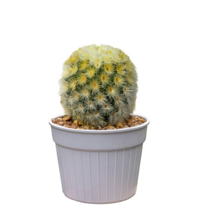 Photo for Miniature cactus houseplant in pot isolated on white background for small garden and drought tolerant plant - Royalty Free Image