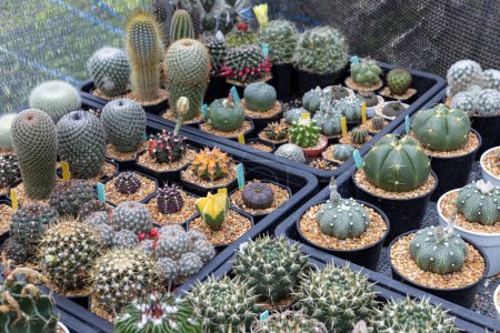 Foto de Expositor estante de cactus y suculentas en invernadero para jardín de plantas secas amorosas y tolerantes a la sequía - Imagen libre de derechos
