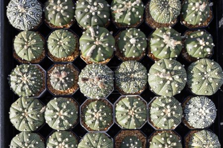 Foto de Expositor estante de cactus Astrophytum sin espinas desde la vista superior en invernadero para jardín de plantas secas amorosas y tolerantes a la sequía - Imagen libre de derechos