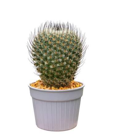 Photo for Miniature cactus houseplant in pot isolated on white background for the small garden and the drought tolerant plant - Royalty Free Image