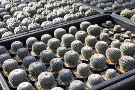 Foto de Expositor estante de cactus Mammillaria desde la vista superior en invernadero para jardín de plantas secas amorosas y tolerantes a la sequía - Imagen libre de derechos