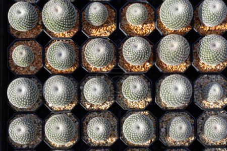 Photo for Shelve display of Mammillaria cactus from top view in green house for dry loving and drought tolerant plant garden - Royalty Free Image