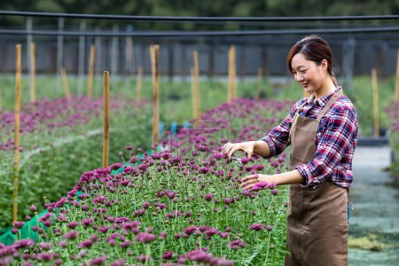 Photo for Asian woman gardener is cutting purple chrysanthemum flowers using secateurs for cut flower business for dead heading, cultivation and harvest season - Royalty Free Image