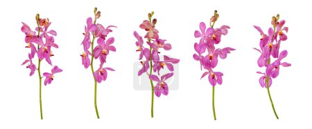 Téléchargez les photos : Ensemble d'orchidées rose mokara découpées tige isolée sur le fond blanc - en image libre de droit