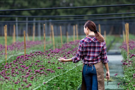 Téléchargez les photos : Femme asiatique jardinier vérifie pourpre fleurs de chrysanthème en utilisant des sécateurs pour les entreprises de fleurs coupées pour morts rubrique, culture et concept de saison de récolte - en image libre de droit