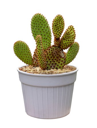 Miniature bunny ear cactus or opuntia microdasys houseplant in pot isolated on white background for the small garden and drought tolerant plant usage