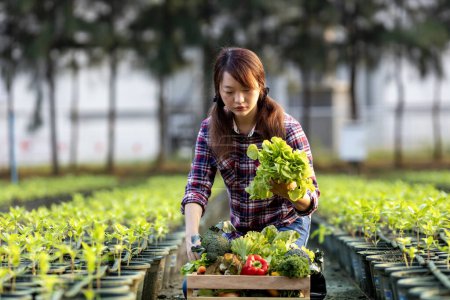 Foto de Mujer asiática agricultora está llevando la bandeja de madera llena de verduras orgánicas recién recogidas en su jardín para la temporada de cosecha y alimentos saludables - Imagen libre de derechos