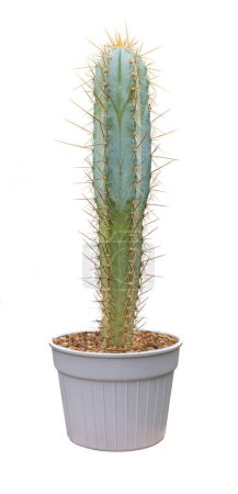 Foto de Pilosocereus azureus blue ghost cactus houseplant en maceta aislada sobre fondo blanco para jardín pequeño y planta tolerante a la sequía - Imagen libre de derechos