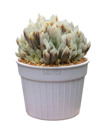 Téléchargez les photos : Haworthia miniature Shirafu obtusa cactus plante d'intérieur dans le pot isolé sur fond blanc pour petit jardin succulent et plante résistante à la sécheresse - en image libre de droit