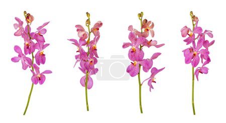 Téléchargez les photos : Ensemble d'orchidées rose mokara découpées tige isolée sur le fond blanc - en image libre de droit