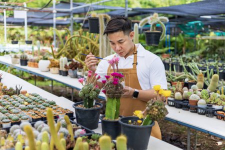 Foto de Jardinero asiático está trabajando dentro del invernadero lleno de colección de plantas de cactus mientras se propaga por la polinización de flores para semillas utilizando un pequeño pincel de pintura en el jardín ornamental y hobby - Imagen libre de derechos