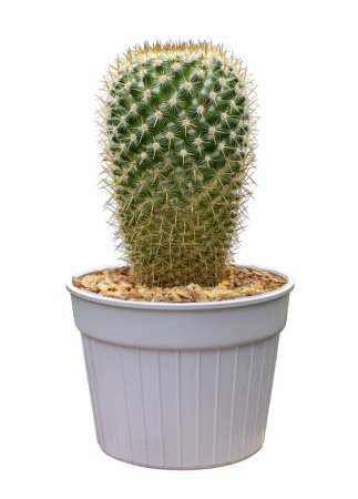 Téléchargez les photos : Mammillaria Perbella hibou oeil miniature cactus plante d'intérieur en pot isolé sur le fond blanc pour le petit jardin et la plante tolérante à la sécheresse - en image libre de droit