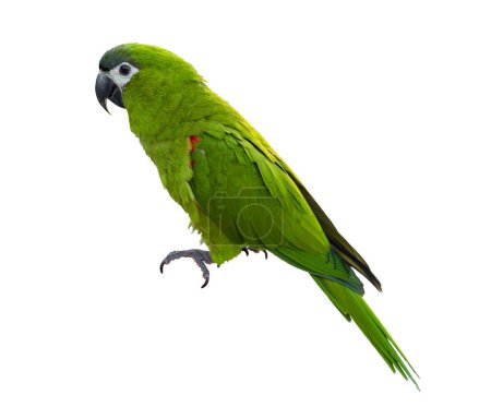 Téléchargez les photos : Aras de Hahn ou perroquet vert aux épaules rouges isolé sur fond blanc originaire d'Amérique du Sud et du Brésil pour un usage de graphisme - en image libre de droit