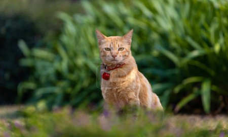 Porträt der niedlichen orangefarbenen Ingwerkatze mit Halsband sitzt im Garten und starrt während der Sommerzeit in die Kamera für Haustiere und Säugetiere